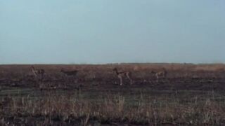 Sex Safari (France 1976) (Isis Taylor)